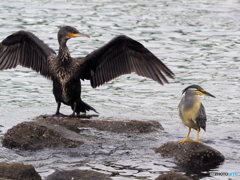 ササゴイ・カワウ