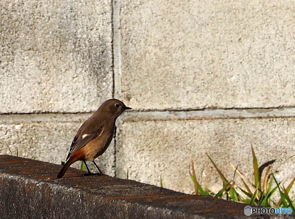 ジョウビタキ43