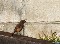 ジョウビタキ43