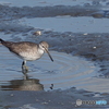 キアシシギ91