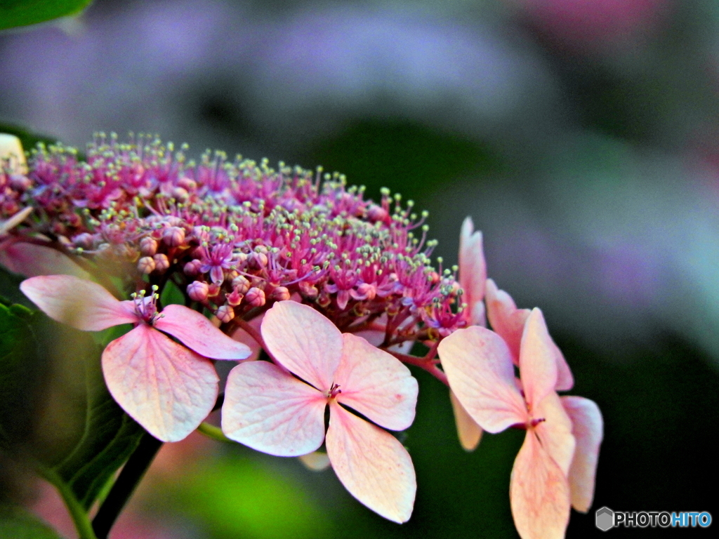 紫陽花15