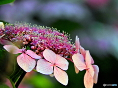 紫陽花15