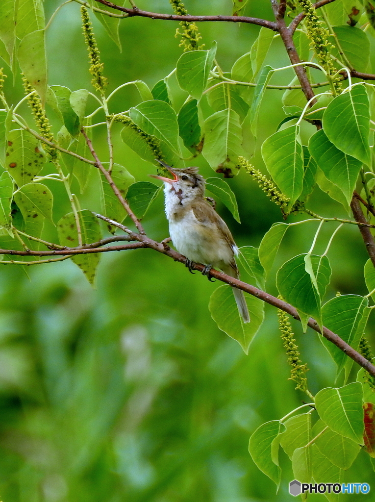 オオヨシキリ89