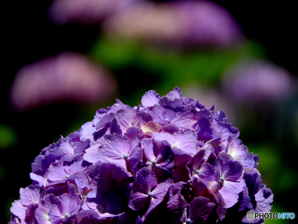 紫陽花06