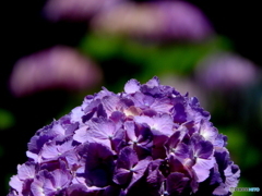 紫陽花06