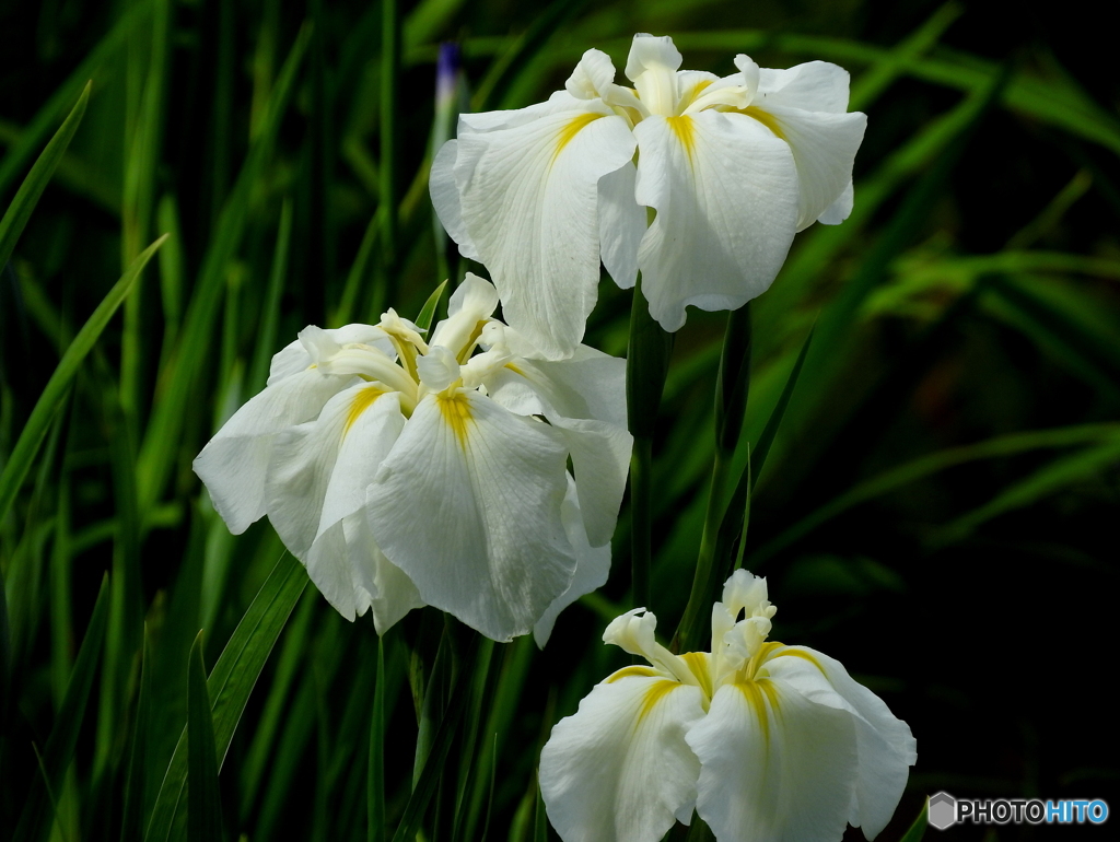 花菖蒲05