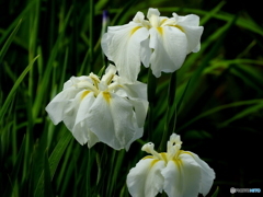 花菖蒲05