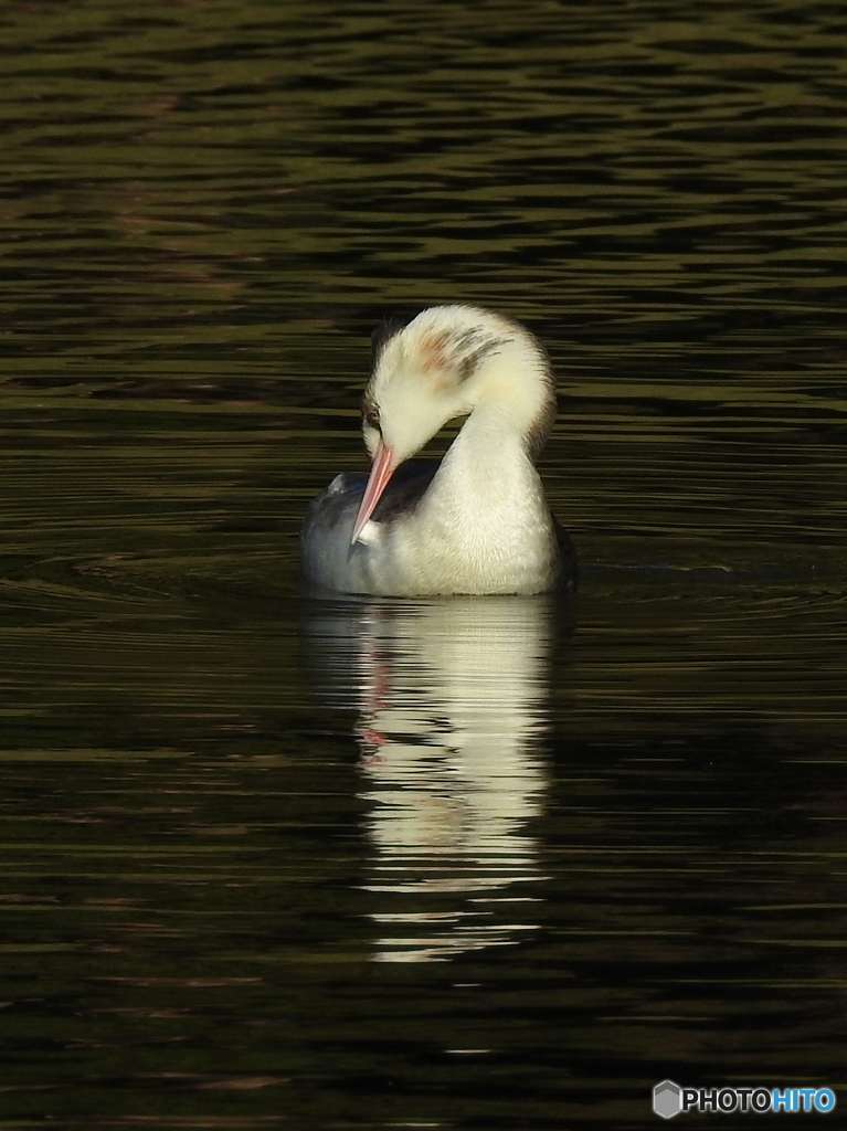カンムリカイツブリ46