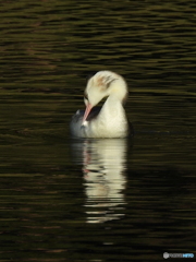 カンムリカイツブリ46