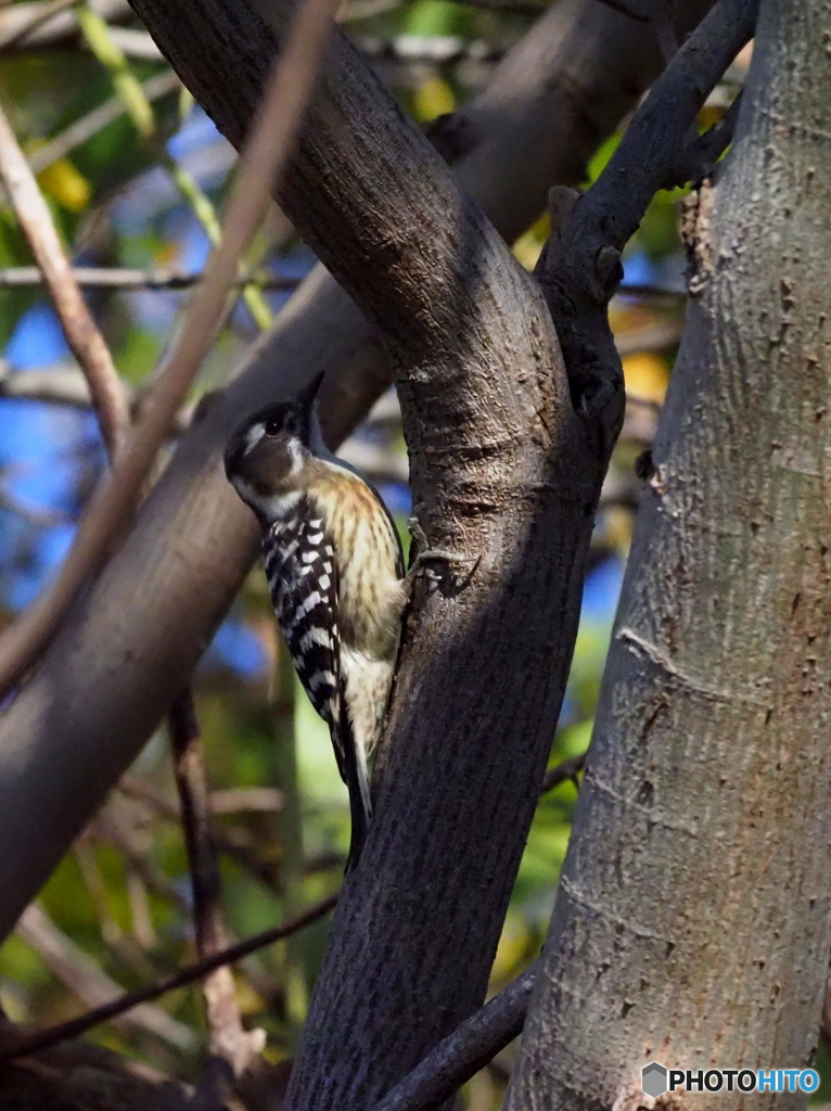 コゲラ153