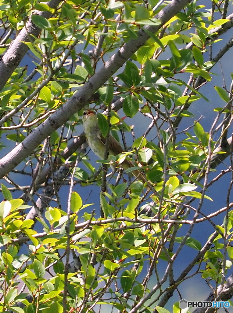 オオヨシキリ97