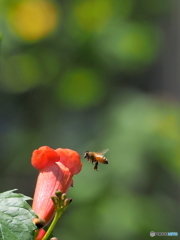花と蜂10