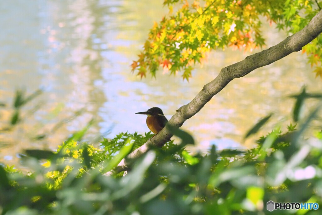 カワセミ570