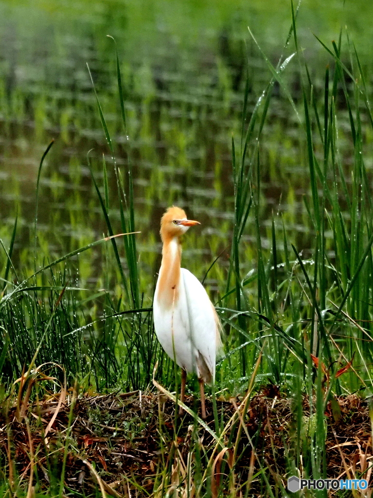 アマサギ20