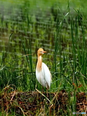 アマサギ20