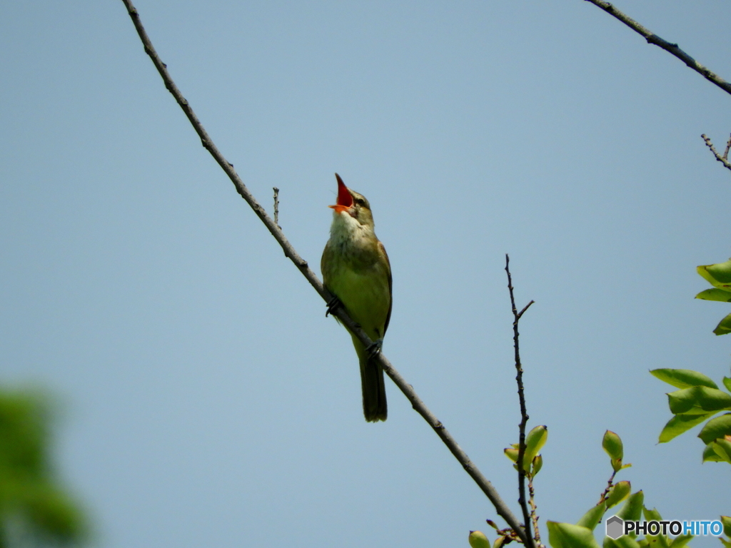 オオヨシキリ42