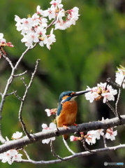 カワセミ592