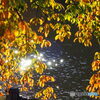 紅葉19-⑧