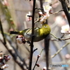 春メジロ142