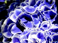 紫陽花13