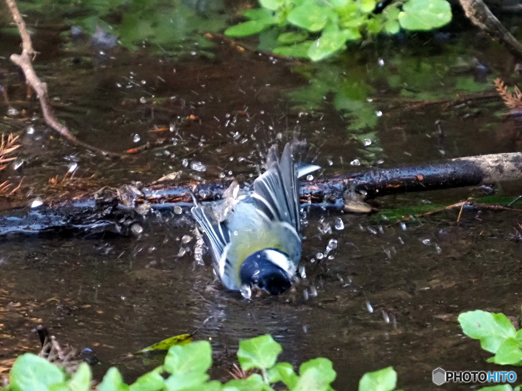 シジュウカラ308