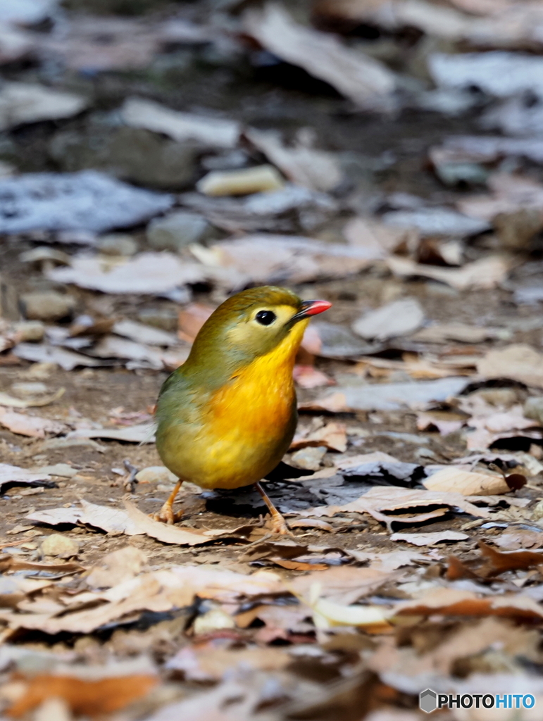 ソウシチョウ03