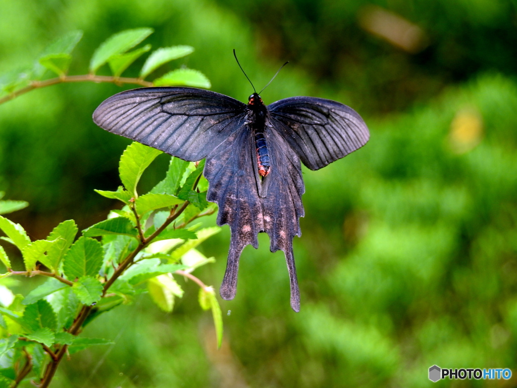 ジャコウアゲハ19-①