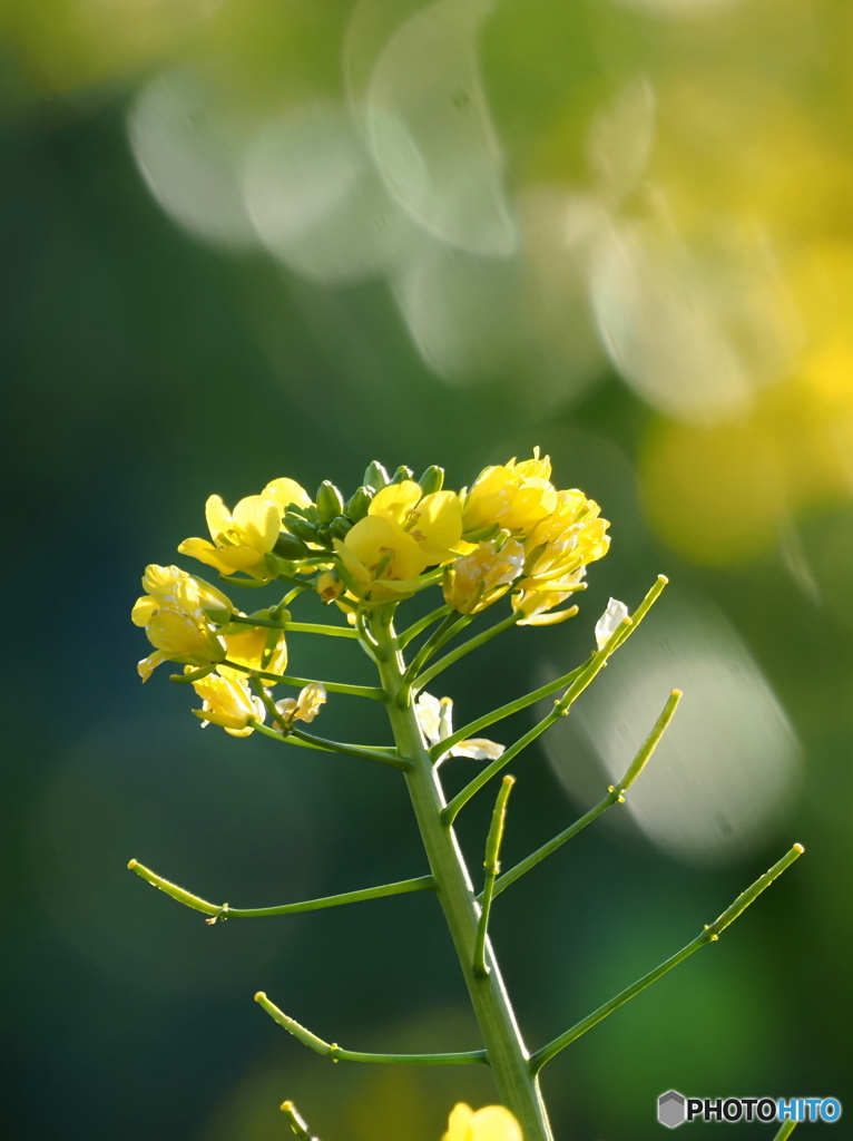 菜の花24-②