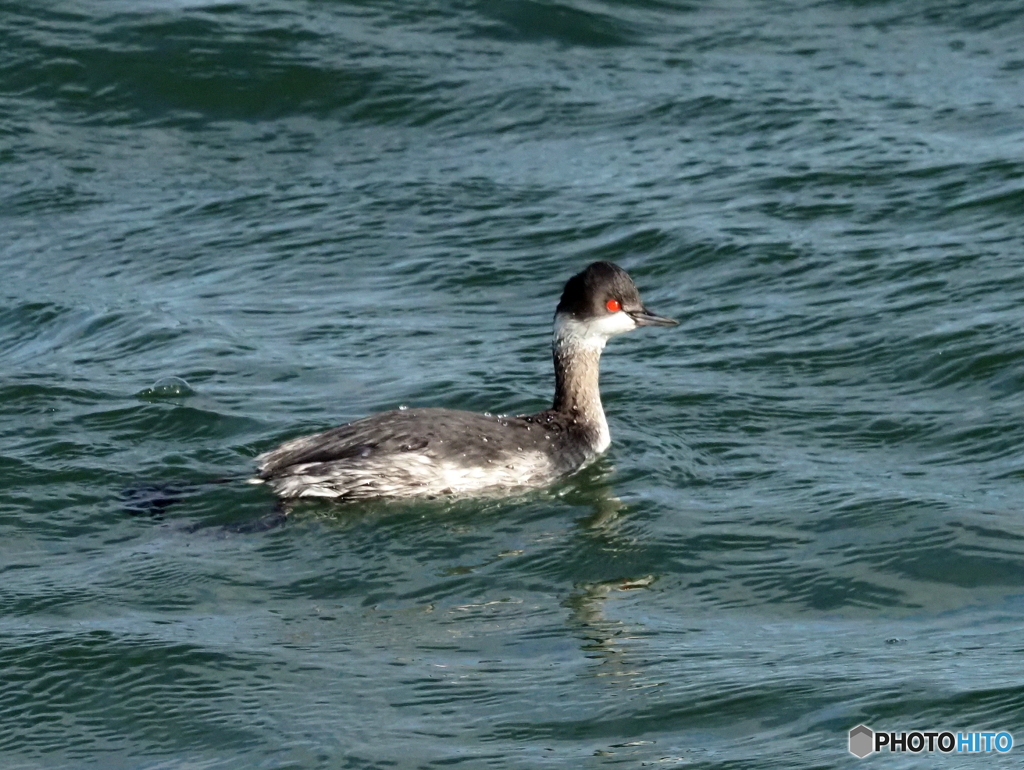 ハジロカイツブリ52