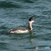 ハジロカイツブリ52