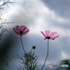 コスモス21-④