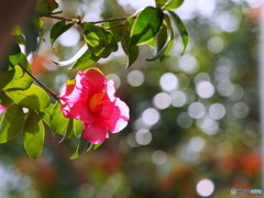 山茶花19-①
