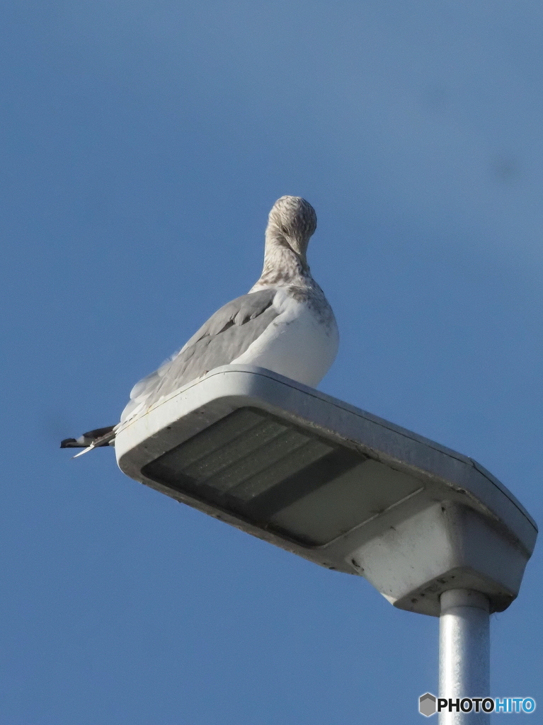 オオセグロカモメ03