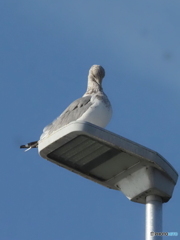 オオセグロカモメ03