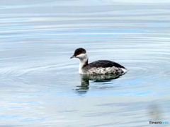 ミミカイツブリ23