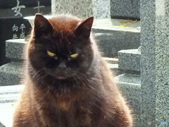 お寺の猫03
