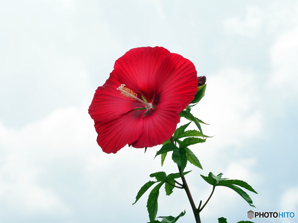 タイタンビカス21-②