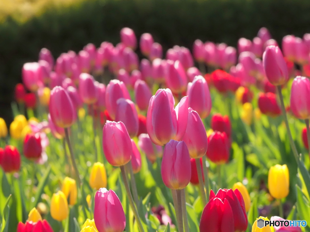 チューリップ26-①