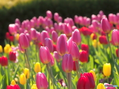 チューリップ26-①