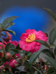 山茶花22-④