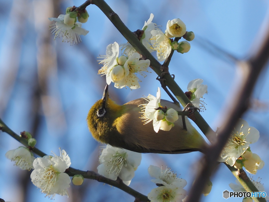春メジロ217