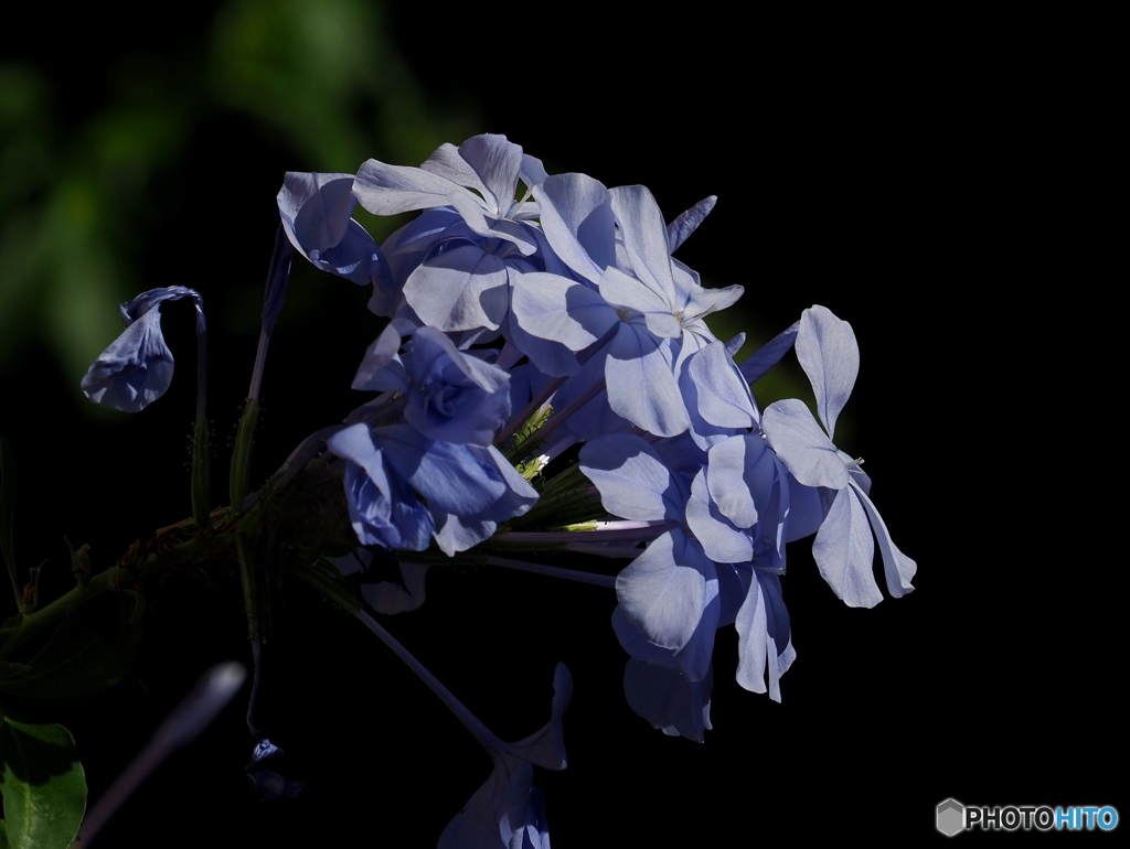 ルリマツリ23-②