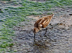 ヨーロッパトウネン02 ヨーロッパトウネン02