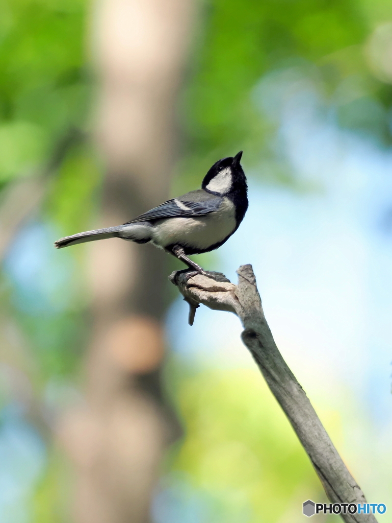 シジュウカラ356