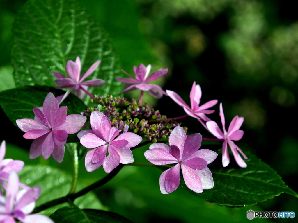 紫陽花23-⑨