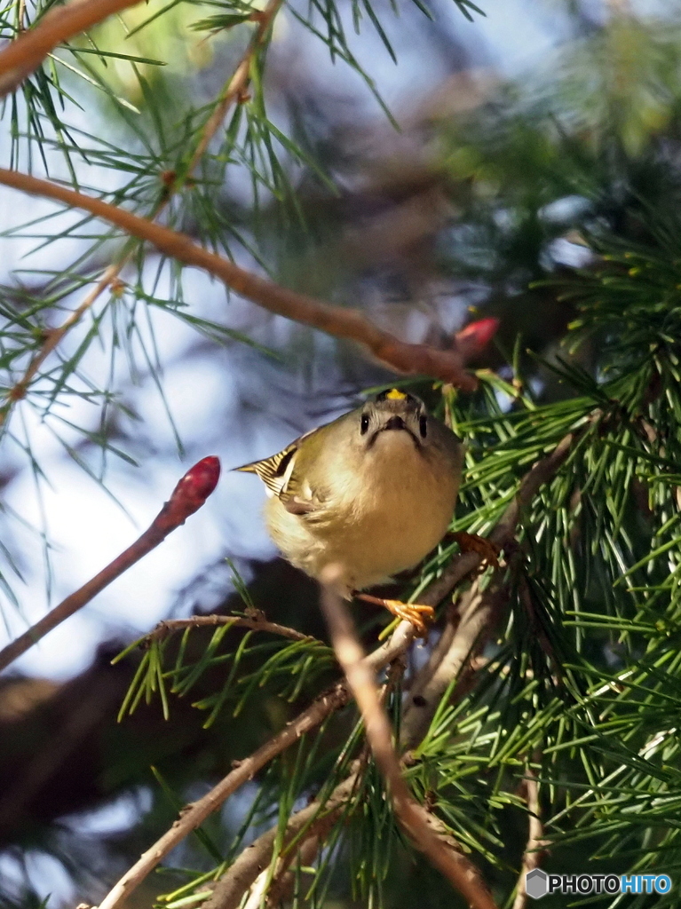 キクイタダキ19