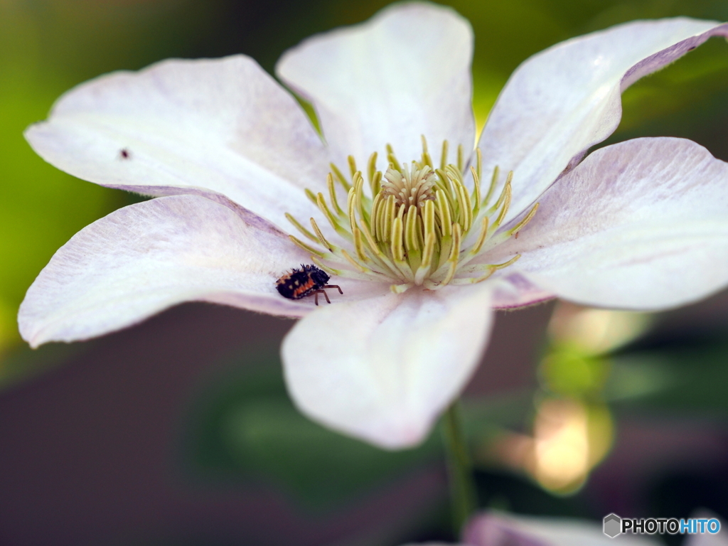 クレマチス21-①