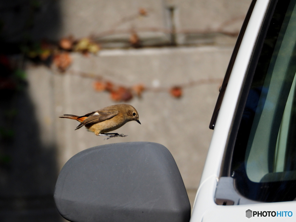 ジョウビタキ27