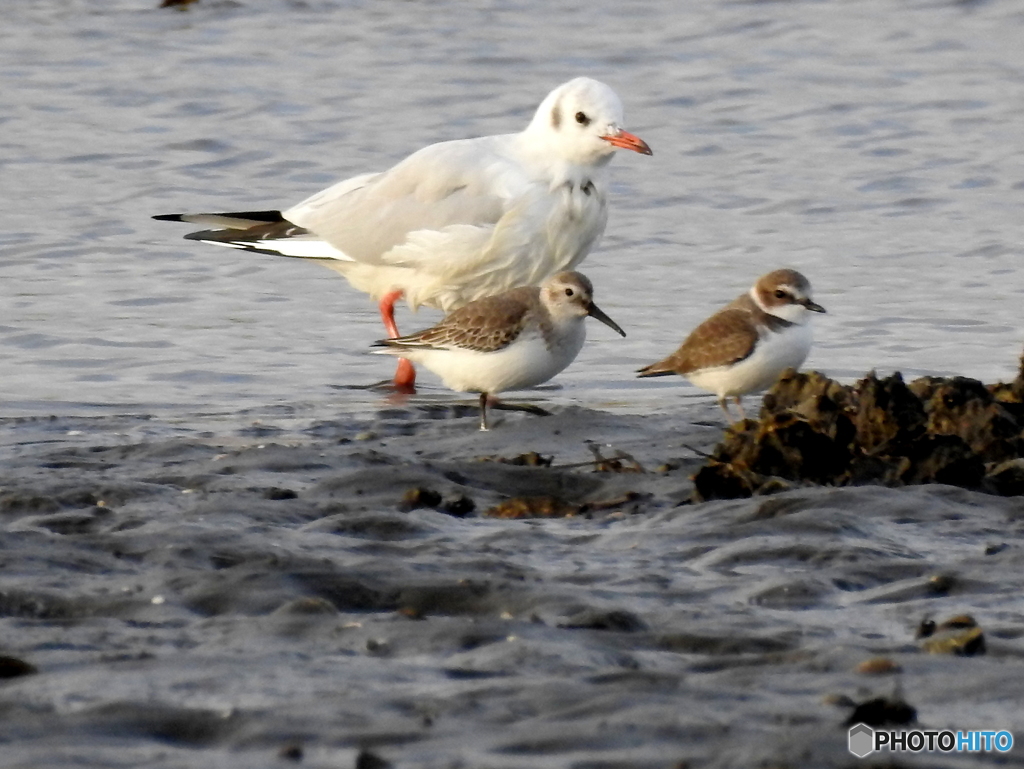 シロチドリ・ハマシギ・ユリカモメ