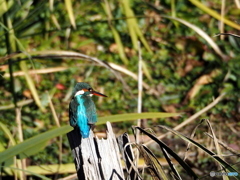 カワセミ55